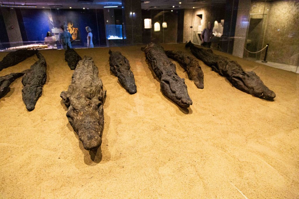 Mummies of Nile crocodiles in the Crocodile Museum.